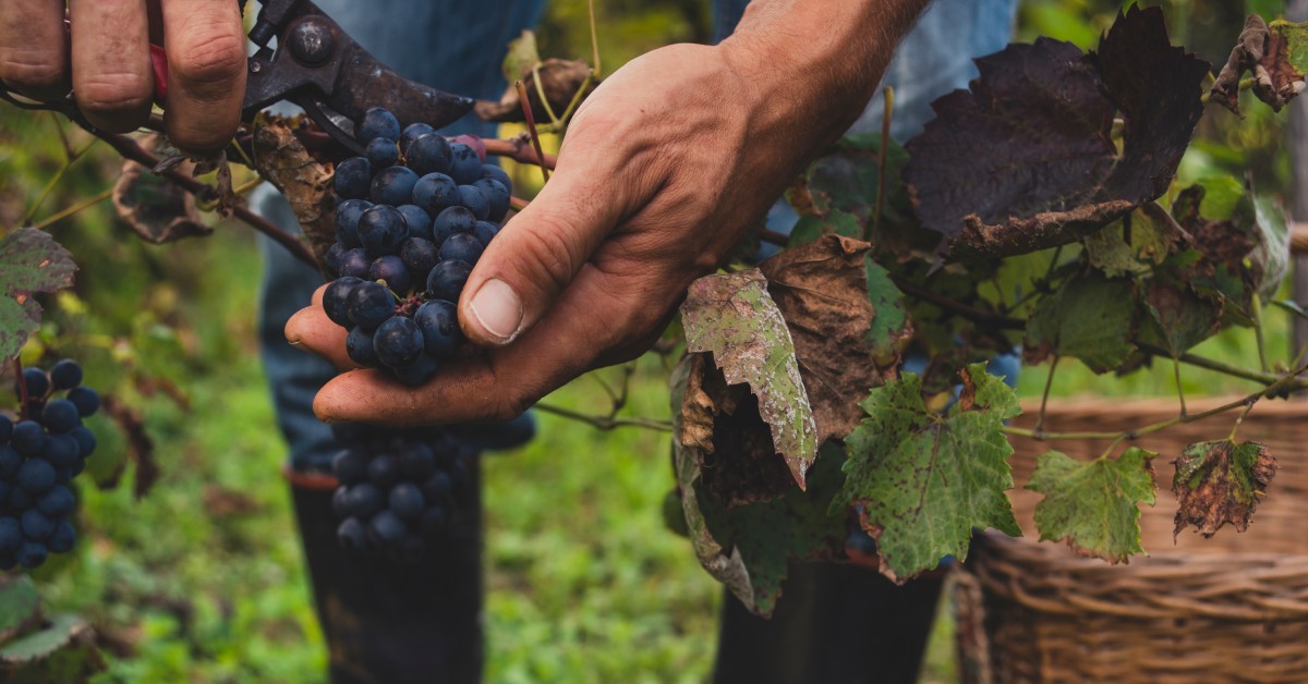 A close-up view shows a person holding a bunch of grapes that are on a vine. A brown basket sits on the ground.
