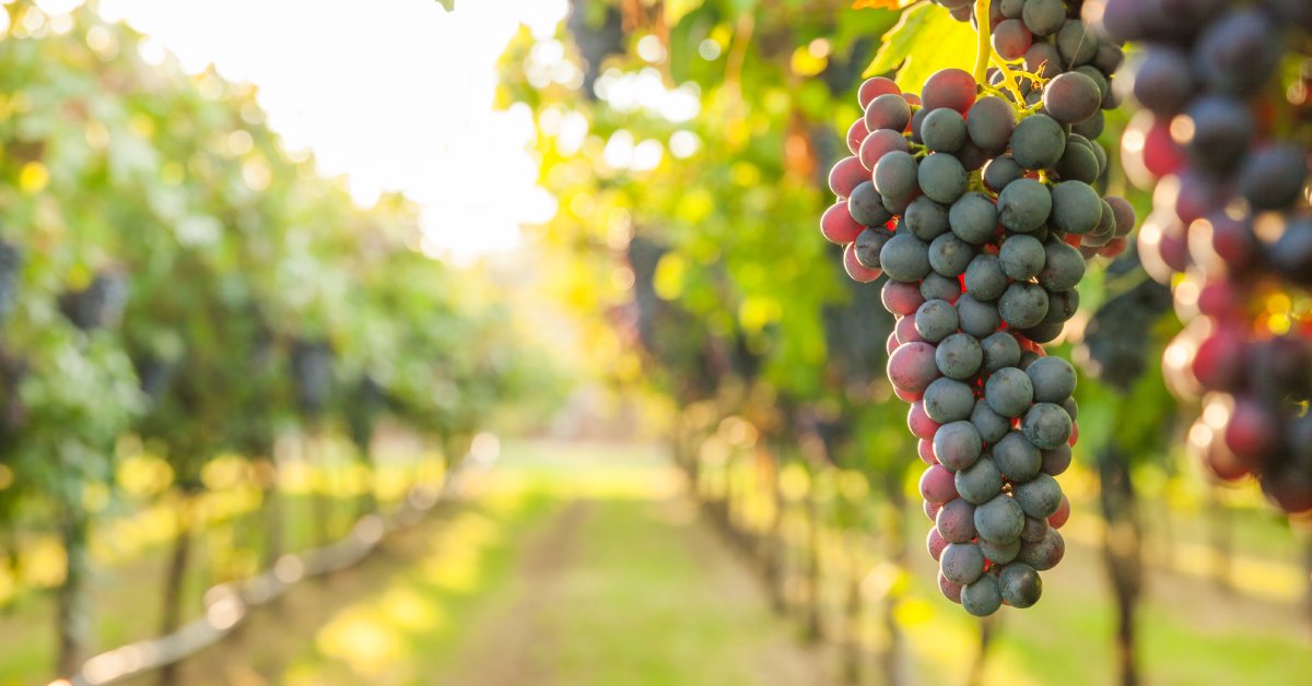 A close-up of a bunch of ripe red grapes in a vineyard illuminated by bright, golden sunlight.