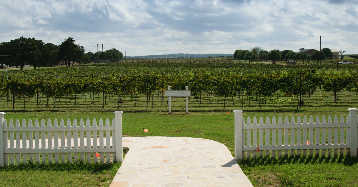 A white picket fence and light stone pathway forming the entrance to a flat vineyard under a bright cloudy sky.